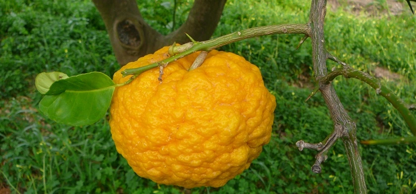 The typical "pompia" variety of lemon