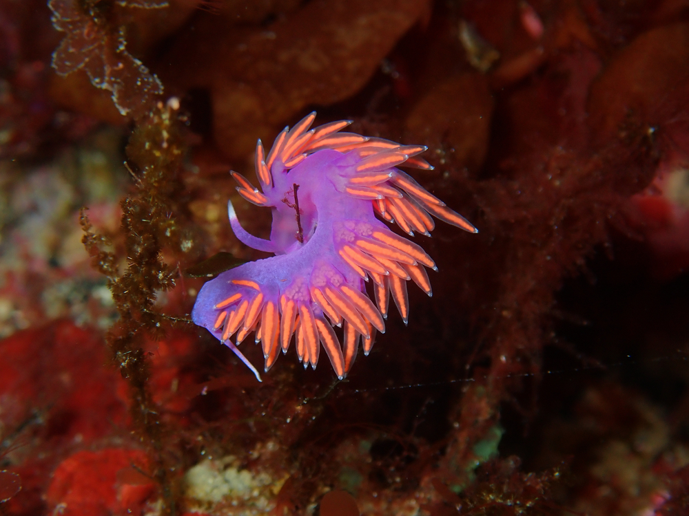 The pink flabellina is a nudibranch of the Flabellinidae family, Aci Trezza Sicilian east coast