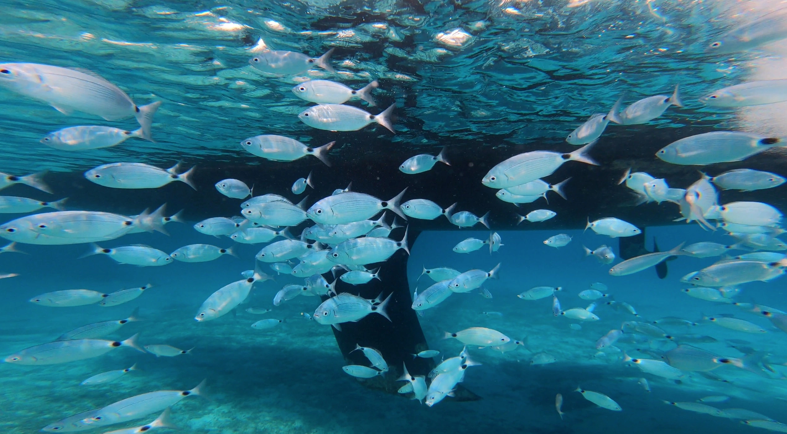 Underwater life in northern Sardinia