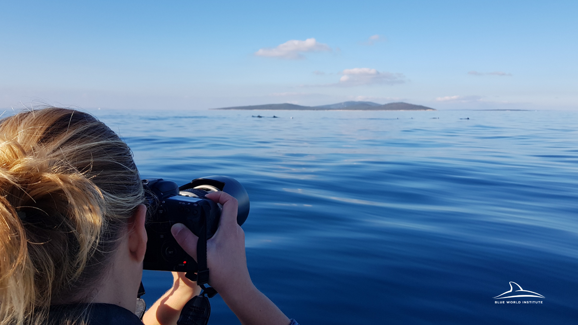Monitoring dolphins in the Adriatic