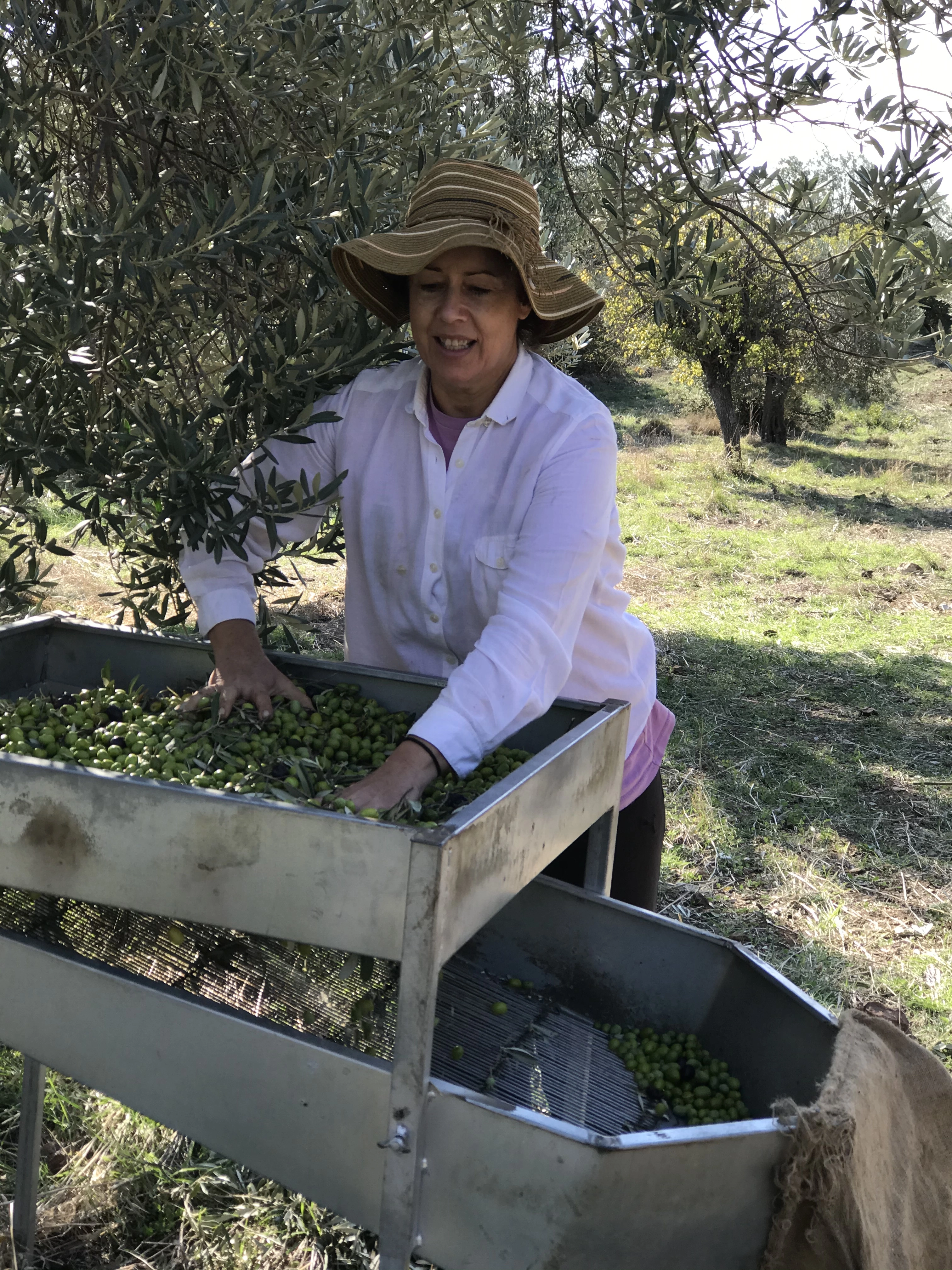 Olive making in Poros Island, Theseus Olive Oil