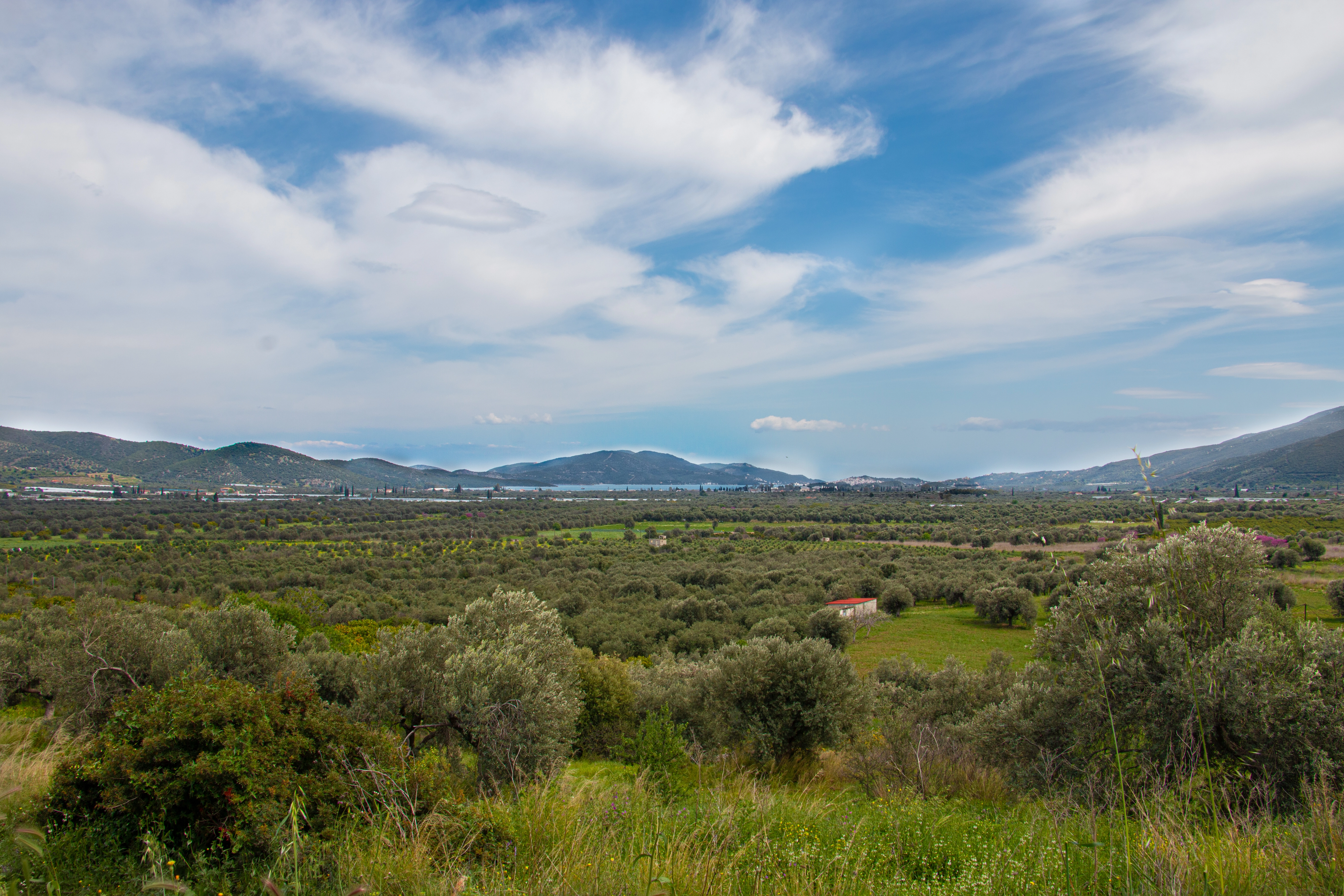 View of Theseus olive groves and Poros Bay