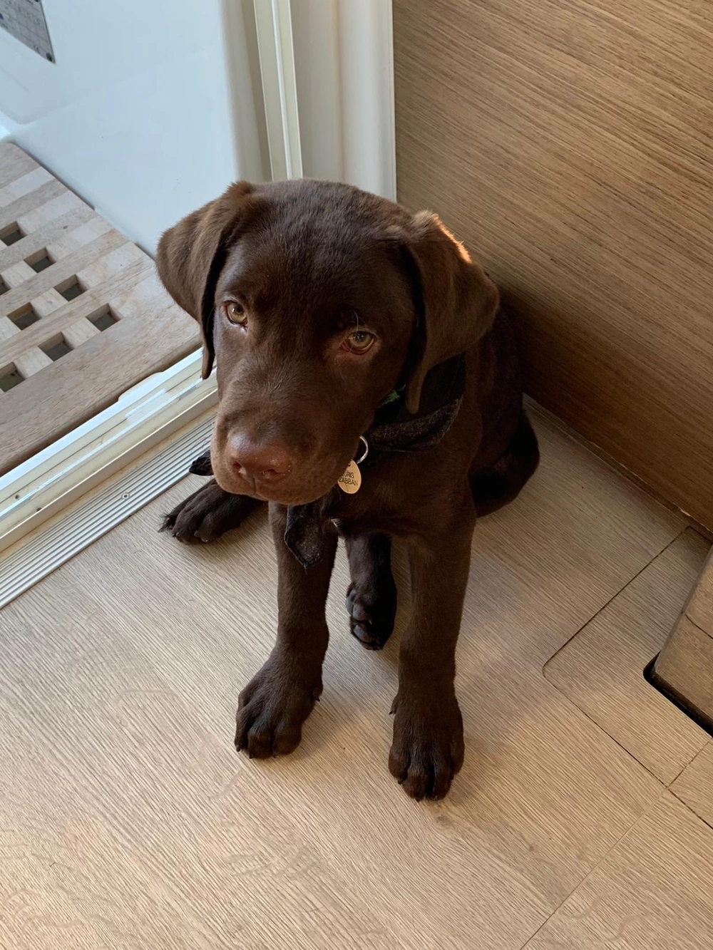 3 month old Boris, labrador onboard