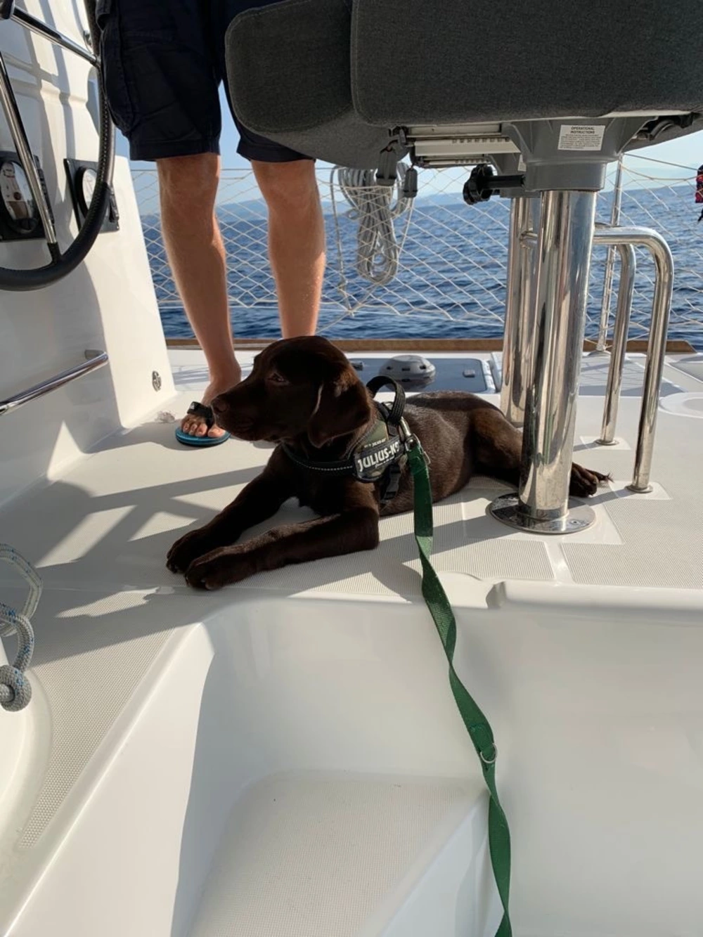 Labrador a bordo