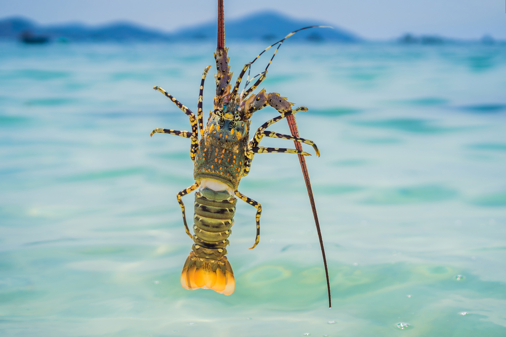 Lobster in Anegada