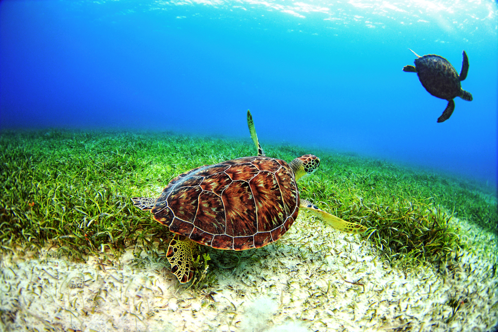 Turtles swimming in Tortuga Beach