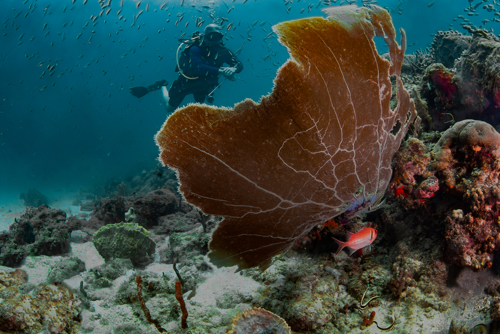The amazing marine life of Grenada